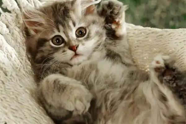 猫忘记主人要几天,长期记忆可保持6个月以上