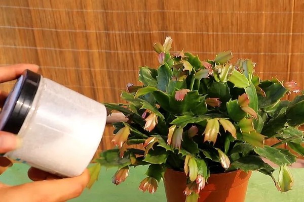 蟹爪兰叶子发红的原因,可能是低温环境所致