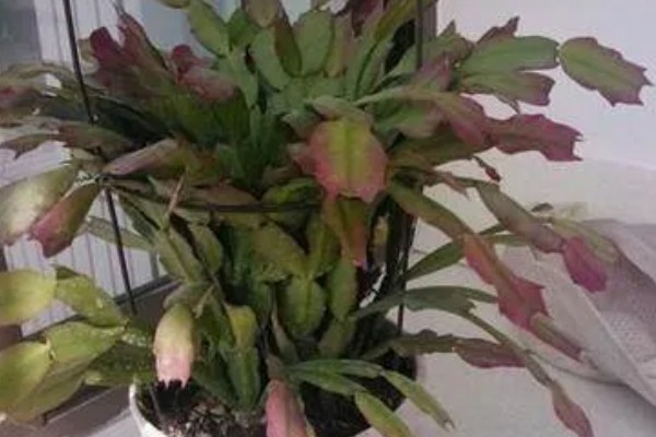 蟹爪兰叶子发红的原因,可能是低温环境所致