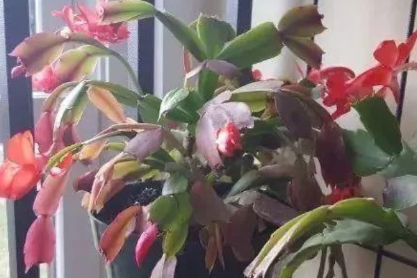 蟹爪兰叶子发红的原因,可能是低温环境所致