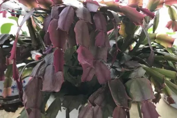 蟹爪兰叶子发红的原因,可能是低温环境所致