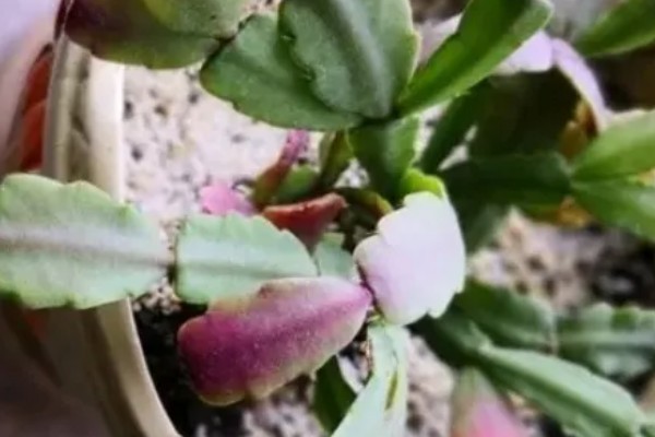 蟹爪兰叶子发红的原因,可能是低温环境所致