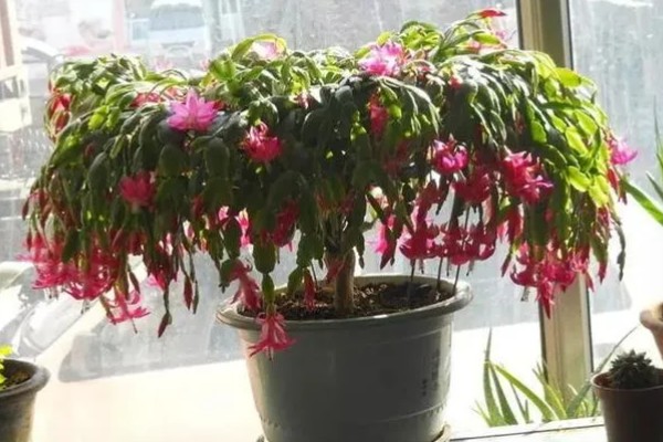 蟹爪兰叶子发红的原因,可能是低温环境所致