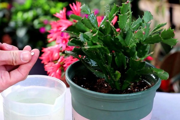 蟹爪兰叶子发红的原因,可能是低温环境所致