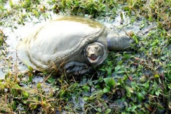 甲鱼的生活环境介绍,喜爱生活在水库、湖泊等