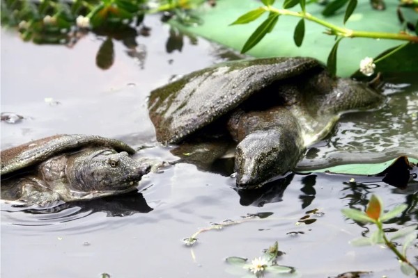 甲鱼的生活环境介绍,喜爱生活在水库、湖泊等