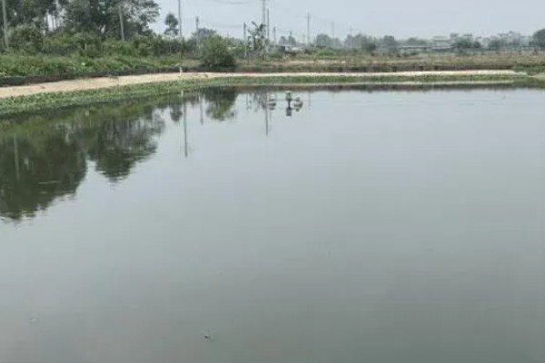 甲鱼的生活环境介绍,喜爱生活在水库、湖泊等