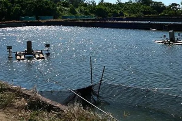 甲鱼的生活环境介绍,喜爱生活在水库、湖泊等