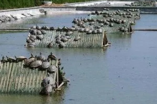 甲鱼的生活环境介绍,喜爱生活在水库、湖泊等