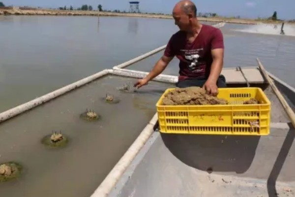 甲鱼的生活环境介绍,喜爱生活在水库、湖泊等