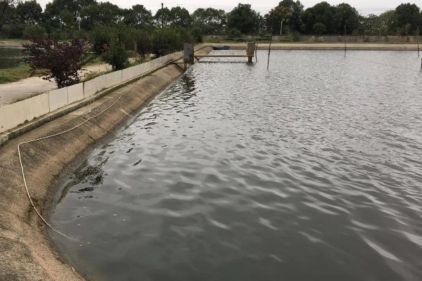 甲鱼的生活环境介绍,喜爱生活在水库、湖泊等