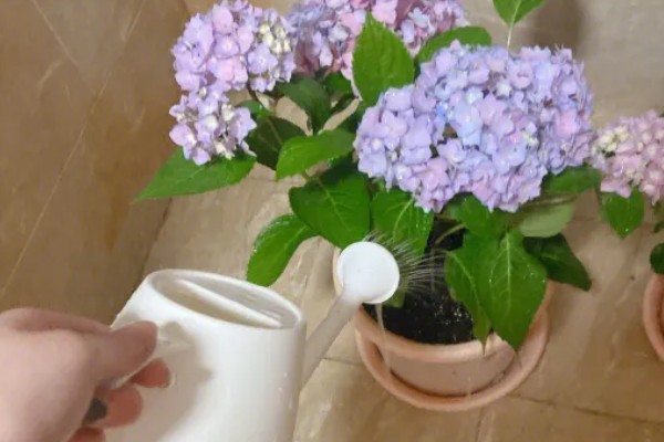 为什么绣球会僵苗,可能是土壤板结所致