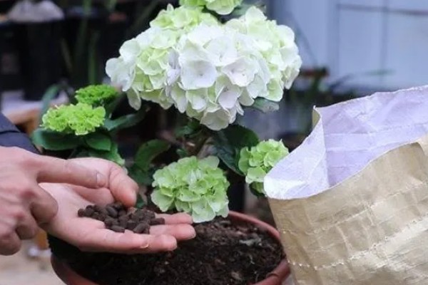 为什么绣球会僵苗,可能是土壤板结所致