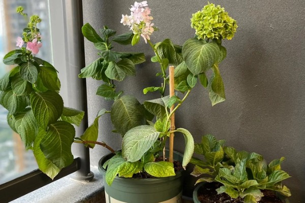 为什么绣球会僵苗,可能是土壤板结所致