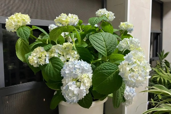 为什么绣球会僵苗,可能是土壤板结所致