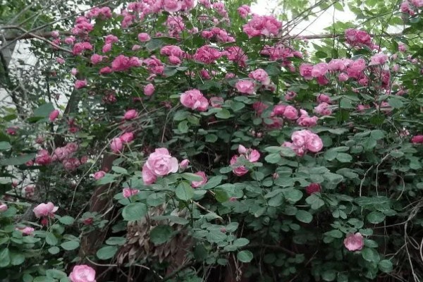 蔷薇花的种植时间，秋季落叶后、春季萌芽前最合适