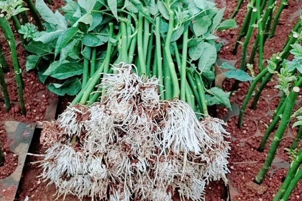 蔷薇花的种植时间，秋季落叶后、春季萌芽前最合适