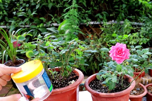 蔷薇花的种植时间，秋季落叶后、春季萌芽前最合适