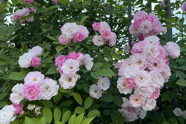 蔷薇花的种植时间，秋季落叶后、春季萌芽前最合适