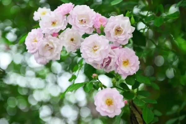 蔷薇花的种植时间，秋季落叶后、春季萌芽前最合适