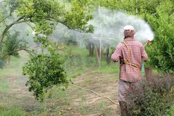 提高打药效果的方法,轮换用药可避免害虫产生抗药性