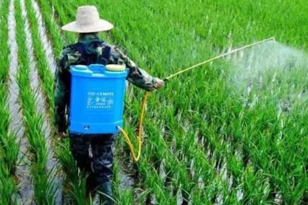 提高打药效果的方法,轮换用药可避免害虫产生抗药性