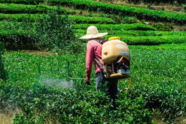 提高打药效果的方法,轮换用药可避免害虫产生抗药性
