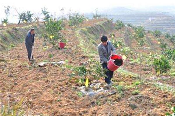柑桔科学施用肥料的建议，要重视有机肥料的施用