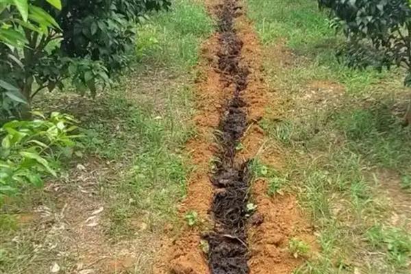 柑桔科学施用肥料的建议，要重视有机肥料的施用