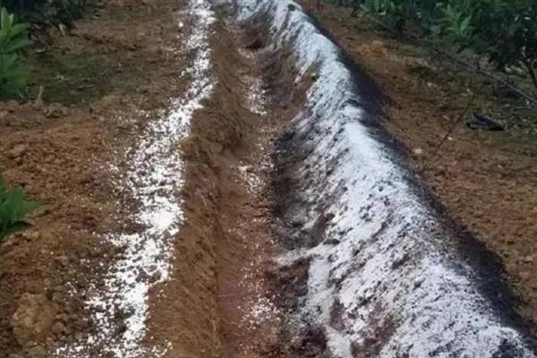 柑桔科学施用肥料的建议，要重视有机肥料的施用