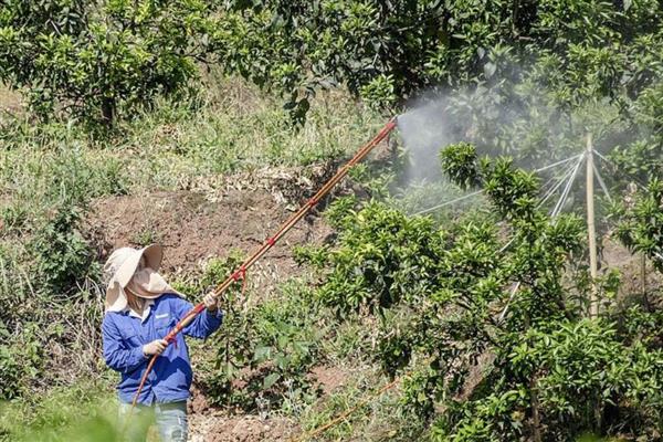 柑桔科学施用肥料的建议，要重视有机肥料的施用