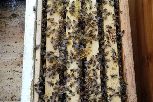 蜜蜂的人工分蜂技术,一般采用以下5种方法