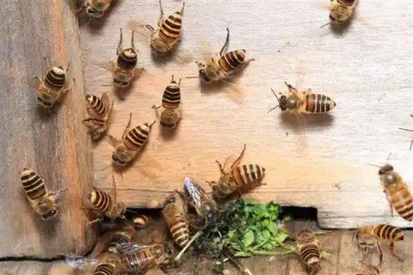 蜜蜂的人工分蜂技术,一般采用以下5种方法