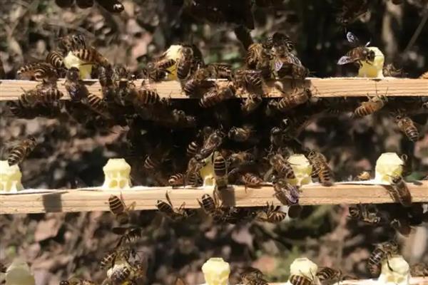 蜜蜂的人工分蜂技术,一般采用以下5种方法