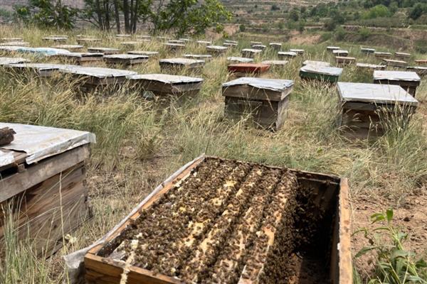 蜜蜂的人工分蜂技术,一般采用以下5种方法