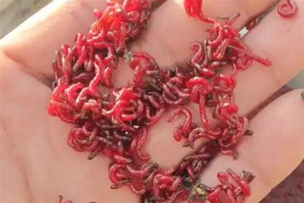 红虫的饲养方法，放入器具中后存放在阴凉处