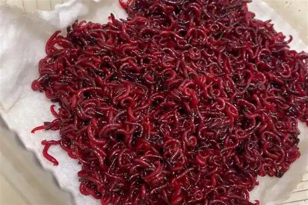 红虫的饲养方法，放入器具中后存放在阴凉处