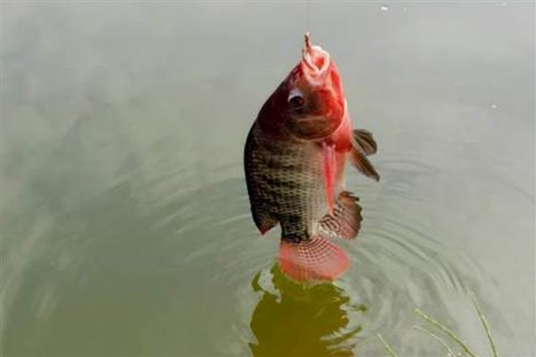 红虫的饲养方法，放入器具中后存放在阴凉处