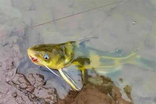 红虫的饲养方法，放入器具中后存放在阴凉处