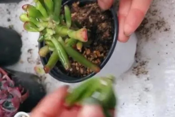 吸财树如何扦插，枝插法在气温稳定的春秋季进行