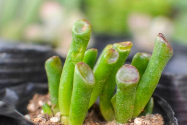 吸财树如何扦插，枝插法在气温稳定的春秋季进行