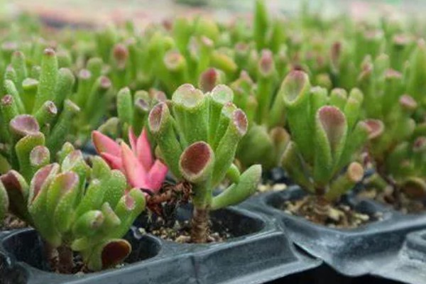 吸财树如何扦插，枝插法在气温稳定的春秋季进行