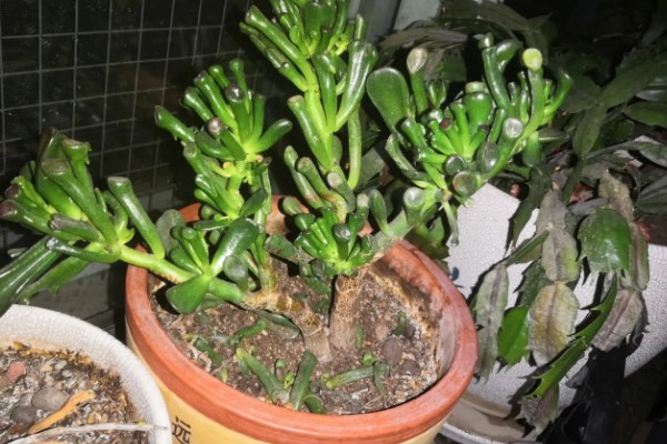 吸财树如何扦插，枝插法在气温稳定的春秋季进行