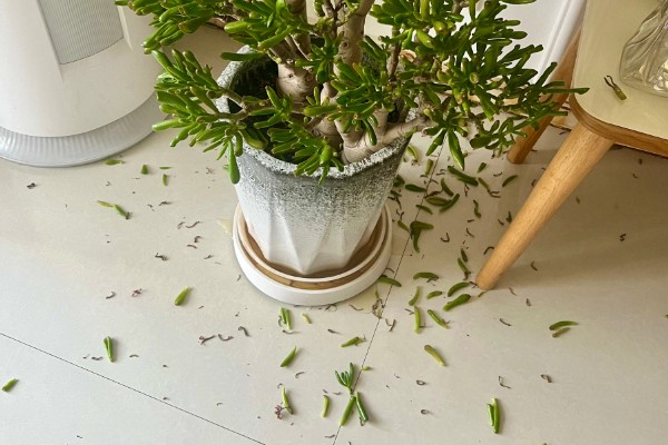 吸财树如何扦插，枝插法在气温稳定的春秋季进行