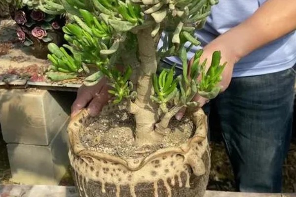 吸财树如何扦插，枝插法在气温稳定的春秋季进行