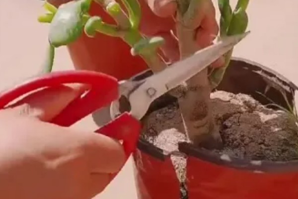 吸财树如何扦插，枝插法在气温稳定的春秋季进行