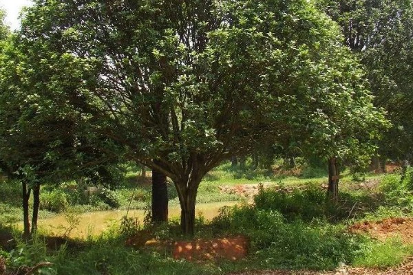 石楠树的价值,可作为道路树也可用来生产家具