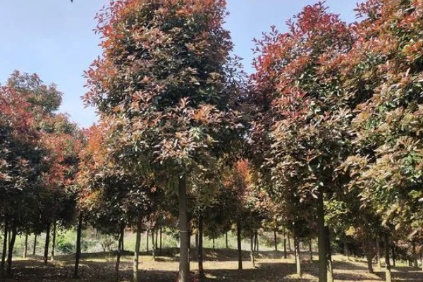 石楠树的价值,可作为道路树也可用来生产家具