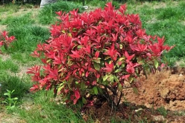 石楠树的价值,可作为道路树也可用来生产家具