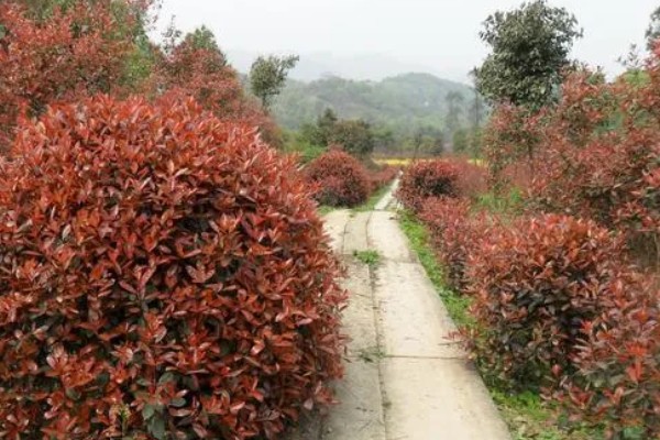 石楠树的价值,可作为道路树也可用来生产家具